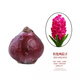荷蘭進(jìn)口風(fēng)信子種球水培花客廳植物室內(nèi)花卉盆栽桌面觀賞綠植耐寒 紅色風(fēng)信子一個 周長15-18cm（送營養(yǎng)液）