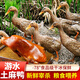 跑山密水農(nóng)家北京密云 新鮮散養(yǎng)老麻鴨約4-5斤 土鴨子 整只煲湯 源頭直發(fā)