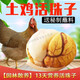 落藍(lán)南京特產(chǎn)活珠子五香新鮮13天活珠子雞胚蛋整箱批發(fā)半喜蛋鋼化 土雞活珠子原味40枚2包蘸料