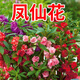 碧鼎鳳仙花種子指甲花四季播種易活開(kāi)花庭院室外盆栽花卉花草種子花籽 鳳仙花種子 1000粒+肥+說(shuō)明書(shū)