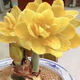 【常年開(kāi)花】重瓣朱頂紅花卉室內外盆栽四季植物庭院陽(yáng)臺當年開(kāi)花 朱頂紅【檸檬黃】 直徑6cm【送顆粒肥】