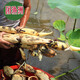 湖北新鮮蓮藕新鮮生態(tài)蓮藕 洪湖新花藕 嫩藕現(xiàn)挖現(xiàn)發(fā)5斤裝發(fā)順豐