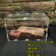 宠以沫（CHONG YIMO）独角仙幼虫宠物大个体甲虫活物活体包活 透明亚克力盒子