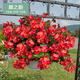 伊美花?！敬蠡êＬ摹克募厩锖Ｌ木G植盆栽庭院陽(yáng)臺(tái)盆栽草 大花海棠 綠葉紅 14cm口徑盆栽 帶盆栽好