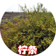 碩雅園藝護坡草籽紫穗槐灌木花卉草坪種高速路綠化固土多年生小灌木種子 檸條種子1斤