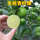 葉之靜檸檬樹(shù)苗 陽(yáng)臺 庭院植物 南方北方種植 果樹(shù)苗 當年顆結果 青皮綠心 五年大苗當年結果