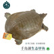 千島湖生態(tài)甲魚 水庫甲魚 母鱉食用水團(tuán)魚王八活體中華鱉 清水母鱉 鮮活 4齡750g鮮活母鱉 生態(tài)甲魚-鮮活到家