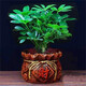 花友八方來財(cái)鴨腳木四季常青室內(nèi)陽臺(tái)桌面綠植盆栽花卉發(fā)財(cái)樹苗七葉蓮 八方來財(cái)一盆4顆【招財(cái)瓷盆】 含盆