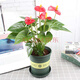花竹戀杜鵑花盆栽花卉綠植辦公室紅掌室內(nèi)盆栽盆景大型綠植 紅掌 含盆栽好發(fā)貨