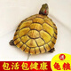 富龜龜寶巴西龜小烏龜活物寵物龜家養活體長(cháng)壽金錢(qián)金龜情侶黃金招財巴西龜 11-13厘米 單身烏龜1只