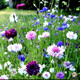 一播大地春秋播種 矢車(chē)菊種子容易播種 花海播種庭院播種花卉種子一播大地 矢車(chē)菊種子  混色250克