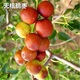 嫁接棗樹苗果苗苗當年結(jié)果南方北方果樹苗木 無核脆棗 3年苗好成活明年結(jié)果