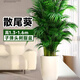 中夢散尾葵植物盆栽客廳大型綠植室內(nèi)辦公室鳳尾竹盆景天堂鳥花卉 散尾葵高1.3-1.6米+子彈頭樹脂盆