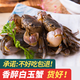 醉蟹白玉蟹即食生腌海鮮寧波嗆蟹鮮活發(fā)財(cái)一元小螃蟹蟛蜞下酒冷菜 花雕白玉蟹900克