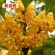 旺之春四季桂花樹(shù)苗盆栽耐寒耐旱四季開(kāi)花綠化美觀(guān)室內外庭院桂花樹(shù)樹(shù)苗 嫁接4年桂花【金桂】直徑1.5cm粗 不含盆