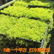 憶薌佛甲草苗屋頂綠化草皮坪金葉黃金佛甲草萬(wàn)年草景天過(guò)路黃常青植物 黃金佛甲草方盤(pán)6盤(pán)1平方 含盆