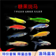 卡奇魚(yú) 小型熱帶魚(yú) 斑馬魚(yú) 群游燈科魚(yú) 卵生魚(yú) 觀(guān)賞魚(yú) 淡水魚(yú)好養耐活魚(yú) 糖果斑馬10條(隨機3種顏色）