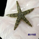 興國海（Singoseafarm）翻沙海星 活體海水魚觀賞紅海星藍(lán)魚缸興國海洋農(nóng)場快遞包活 翻砂海星4-8cm