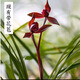 玫絢蘭花 春蘭宋梅 假一賠十盆栽花卉 醉紅素 一顆5苗連體 裸根發(fā)貨