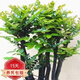 小葉紫檀盆景樹(shù)樁室內客廳植物黑檀木老樁綠植盆栽 中號5-6桿含盆高25-30高  原盆原土