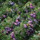 花幽谷四川汶川晚熟脆紅李樹(shù)苗茂縣脫骨李樹(shù)苗晚熟紅脆李嫁接樹(shù)苗李子苗 晚熟脆紅李 當年掛果樹(shù)