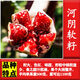 磊運石榴樹(shù)樹(shù)苗特大突尼斯軟籽石榴帶土地栽盆栽庭院果樹(shù)無(wú)籽石榴樹(shù)苗 河陰軟籽 3公分粗【當年結果】 70cm(含)-79cm(含)