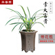 華香園素大富貴 春蘭蘭花苗 濃香型 張荷素 不帶花苞盆栽盆景綠植物綠植 素大富貴5苗帶花苞裸根發(fā)貨