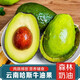 南步云南哈斯牛油果 孟連國(guó)產(chǎn)即食鱷梨巨無(wú)霸寶寶新鮮健康輕食水果 牛油果 2個(gè)裝 中果【100-140g】