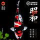 【包活包損】錦鯉活魚觀賞魚活體好養(yǎng)耐活冷水淡水魚日系錦鯉金魚 【精品】一條昭和錦鯉 8--10cm