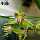 劉閣蘭花蘭花蕙蘭三星蝶花 鼎紅蕊蝶 冬帶花苞出售室內(nèi)陽臺花卉盆栽綠植草 3苗連體裸根關(guān)注送肥送說明書