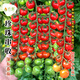 長(cháng)耕超甜圣女果西紅柿種子苗瀑布小番茄種籽孑千禧四季盆栽蔬菜苗陽(yáng)臺 瀑布番茄種20?！緝?yōu)質(zhì)雜交種】