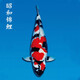 獅灣 錦鯉魚(yú)活體日本純種錦鯉魚(yú)苗昭和白寫(xiě)錦鯉魚(yú)觀(guān)賞魚(yú)紅白丹頂大正 昭和錦鯉一條 8-10cm