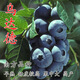 基地直銷(xiāo) 當年結果藍莓苗盆栽地栽果樹(shù)苗藍梅樹(shù)苗藍莓苗四季南北方種植帶原土發(fā)貨 烏達德4年苗帶原土發(fā)貨(當年結果)