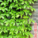 爬山虎樹苗爬藤植物攀援爬墻植物盆栽藤蔓藤本植物庭院圍墻觀賞花卉 爬山虎苗 五葉爬山虎