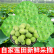 耀好湖南蓮蓬新鮮水果現(xiàn)摘生吃甜嫩鮮蓮子米孕婦水果時令生鮮順豐包郵 現(xiàn)摘蓮蓬2斤【順豐保鮮】