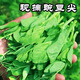 豌豆尖新鮮豌豆苗四川特產(chǎn)時(shí)令應季蔬菜現摘現發(fā)煮湯火鍋食材 3斤