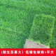 鑫意草皮真草坪帶泥土別墅花園綠化四季青果嶺草黑麥草馬尼拉草皮帶土 【百慕大】耐寒耐寒耐踩1平方