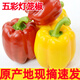 皓謙 彩椒圓椒七彩辣五彩椒紅椒新鮮甜燈籠朝天椒蔬菜 1斤