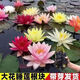青上青池塘睡蓮花魚缸造景睡蓮根塊四季開花盆栽水培植物庭院睡蓮花苗子 混色5顆＋肥料