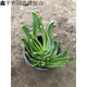 佛手托金多肉植物仙人佛手 佛手掌 佛手托金 佛手1盆 帶盆栽好