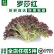 千牛優(yōu)福紅葉生菜250g-500g 羅莎紅生菜 新鮮輕食蔬菜沙拉食材紫葉色拉菜 500g