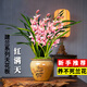 劉閣蘭花建蘭花苗 紅素大花 紅滿(mǎn)天 夏帶花苞室內(nèi)室外綠植蘭草花卉盆栽 6苗連體裸根