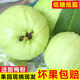 格沃斯（GEWOSI）新鮮采摘芭樂番石榴脆甜珍珠潘石榴白心熱帶水果芭樂 3斤【脆甜芭樂】