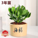 蝴蝶之舞 玉樹(shù)盆栽老樁盆景大型多肉植物室內陽(yáng)臺辦公桌紅邊大葉多肉植物 玉樹(shù)3年苗（桿子1.5cm粗25cm高） 不含盆