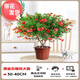 花財主石榴花苗盆栽帶果發(fā)貨室內花卉觀(guān)賞庭院樹(shù)苗老樁盆景綠植物年宵花 石榴花盆栽大苗(40-50cm)【帶花