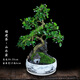 福建茶綠植室內花卉盆栽造型樹(shù)客廳禪意盆景小老樁桌面辦公室擺件 山水盆【福建茶】 整套成品（山石苔蘚，帶盆種好）