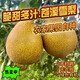 果木島正宗四川蒼溪雪梨現(xiàn)摘現(xiàn)發(fā)新鮮水果當季大果脆甜皮薄超甜禮盒整箱 6斤【小果6顆】 防撞泡沫包裝