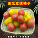 皮球柿子虎皮柿子花柿子東北小番茄農家自種小園柿子 4斤 顏色隨機發(fā)【順豐快遞】