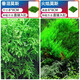 瘋狂水草（FKSC）莫斯水草活體植物魚缸造景底部前景套餐懶人陰性莫斯樹沉木水榕 火焰垂淚莫斯組合