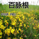 駿楷園林牧草種子百脈根五葉草牛角花草種子牧草種子高產(chǎn)量 護(hù)坡固土 百脈根半斤